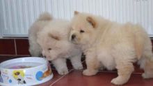 beautiful litter of 8 Chow Chow pups. They come with AKC registration papers