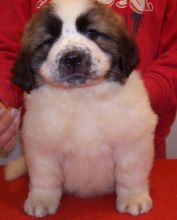 Beautiful pure breed St. Bernard pups for available