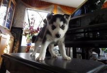 Cute Blue Eyes Siberian Husky Puppies Available Now