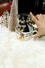 Gift chihuahua puppies for you** Txt # (781)731-9778
