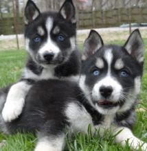 Gorgeous, quality AKC Siberian husky puppies still for sale. One male and one female .