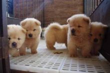 Great Looking chow chow - 300.00 US$