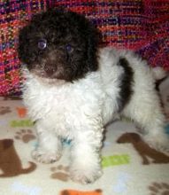 Healthy Toy Poodle puppies ready to go now
