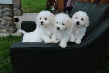 Litter Trained Bichon Puppies - Champion BloodLines Litter Trained Bichon Puppies - Champion BloodLi