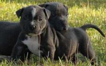 Lovely American Pit Bull puppies for new home These fluffy,