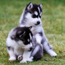 perfectly healthy 7 week old Siberian Husky puppies. He has a white and black coat with blue eyes