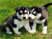 Purebred Blue Eye Available Siberian Huskies