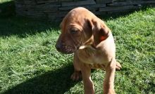 Purebred Rhodesian Ridgeback puppies available now