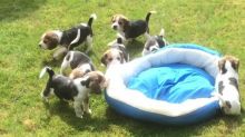 Registered Beagle Puppies For Sale - AKC registered tricolor male and female available Parents