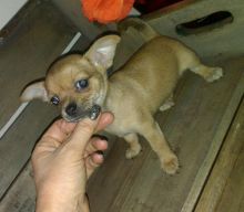 Teacup Chihuahua Available For Adoption