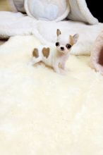 These 3 beautiful Chihuahua puppies are available (1 Boy and 2 Girls). They are pedigree and KC reg