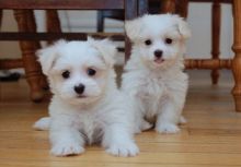 Two Teacup Maltese Puppies Needs a New Family