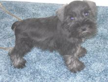 Very cheeky little Miniature Schnauzer puppies ready to go now