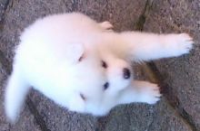 Very Intelligent Samoyed Puppies Available For A New Re-homing