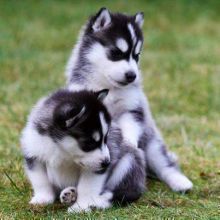 We got two Siberian husky puppies. 10 weeks old. They male is black and white while the female is br