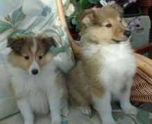 12wks Old Sable/white Shetland Sheepdog