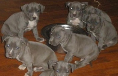 3 gorgeous Pure Breed American Pit Bull Terrier puppies available. Image eClassifieds4u