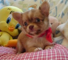 Apple-Head Chihuahua Puppies please text or all @ (781)731-9778 Image eClassifieds4u