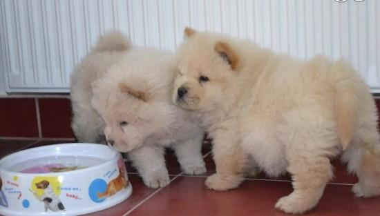 beautiful litter of 8 Chow Chow pups. They come with AKC registration papers Image eClassifieds4u