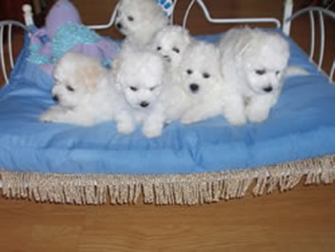Bichon Frise sweet female and one adorable male. Txt only via (90 x 12 x 13 x 87 x 47 Image eClassifieds4u