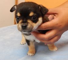 CKC Chihuahua Puppies - Male & Female Image eClassifieds4u