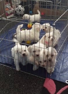 Glorious bichon frise puppies for good homes. - Image eClassifieds4u