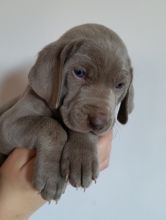 *STUNNING SILVER GREY PUPPIES READY NOW* *1 bitch 3 dogs left* Weimaraner Image eClassifieds4U