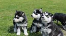 two amazing siberian husky puppies, a male and female. They are registered with AKC Image eClassifieds4u 2