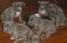 3 gorgeous Pure Breed American Pit Bull Terrier puppies available. Image eClassifieds4U