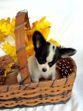 Atractive male Black and Female white chihuahua now ready to go (781)731-9778 Image eClassifieds4u 1