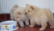 beautiful litter of 8 Chow Chow pups. They come with AKC registration papers Image eClassifieds4U