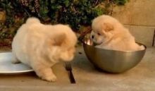 Well trained chow chow puppies for adoption Image eClassifieds4U