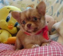 Pocket Size Chihuahua Pups/male and female please text or all @ (781)731-9778 Image eClassifieds4u