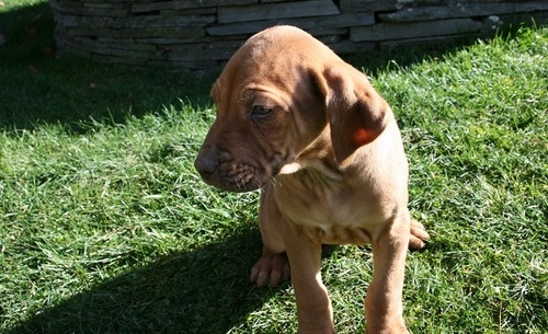 Purebred Rhodesian Ridgeback puppies available now Image eClassifieds4u