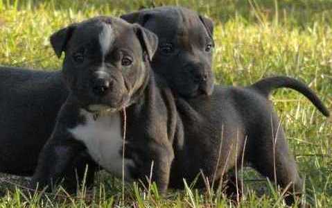 Show Quality Pit Bull Terrier Puppies pups AKC-registered Pit Bull pups for sale. These dogs are fa Image eClassifieds4u