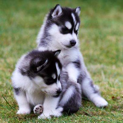 Siberian Husky 1 female 1 male. I'm a small breeder with only few dogs. Image eClassifieds4u