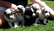 AKC/ASCA Black Tri female Australian Shepherd, bred to do just about any activity