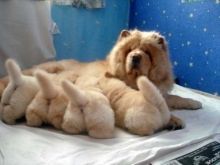 Chow Chow puppies coming to you with an extensive health guarantee,