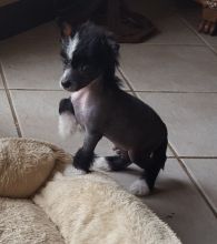 Hairy hairless and powderpuff Chinese Crested puppies available now