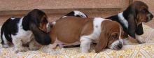 Lovely and Caring Basset hound puppies for lovely homes. We have two males and two females for adopt