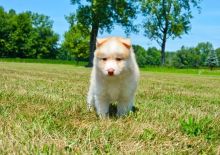 Super adorable Pomsky Puppies. So gentle and affectionate.