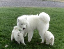 Two Lovely Samoyed puppies ( Female and Male) to give out for adoption.