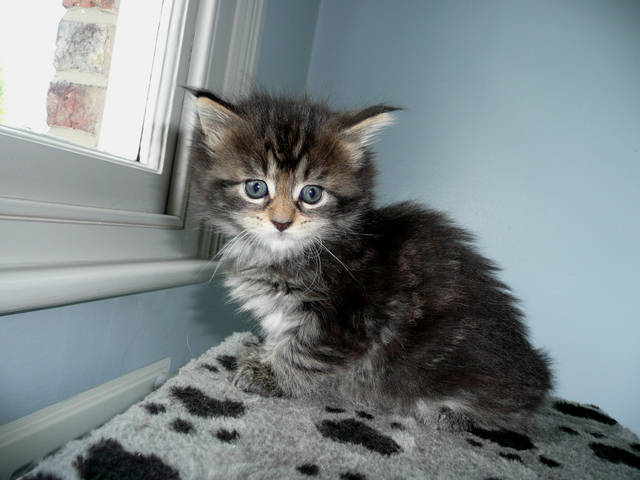 Amazing Maine Coon Kittens - Cream And White Txt (608) 455-6977 Image eClassifieds4u