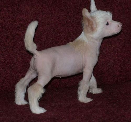 Hairy hairless and powderpuff Chinese Crested puppies available now Image eClassifieds4u
