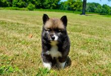 Super adorable Pomsky Puppies. So gentle and affectionate. Image eClassifieds4u 2