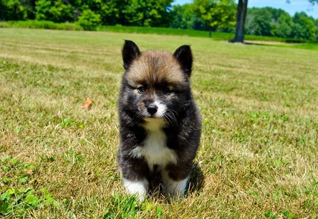 Super adorable Pomsky Puppies. So gentle and affectionate. Image eClassifieds4u