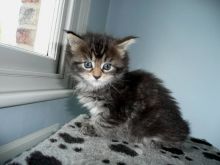 Healthy male and female maine coon kittens Seeking new homes Txt (608) 455-6977