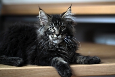 Healthy male and female maine coon kittens Seeking new homes Txt (608) 455-6977 Image eClassifieds4u