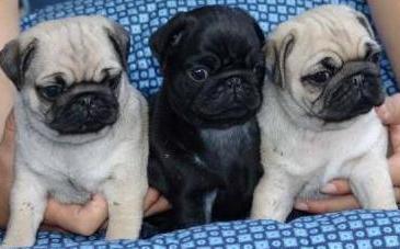 adorable Pug puppies with clean bill of health from our vet Image eClassifieds4u