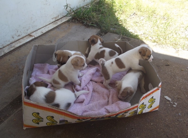 Lovely Jack Russell puppies for free. They are 12 weeks old and very healthy Image eClassifieds4u